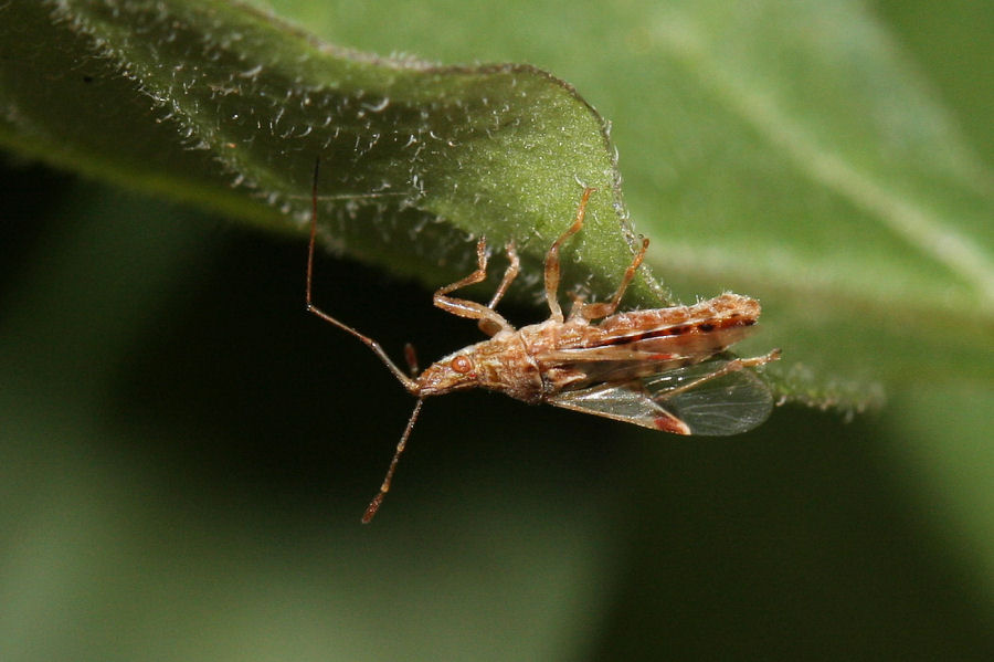 Lygaeidae: Belonochilus numenius dell''Emilia (BO)